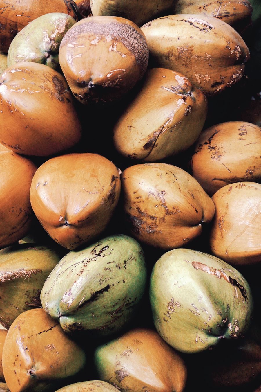 Longgokan kelapa dikupas bergred coklat ke hijau