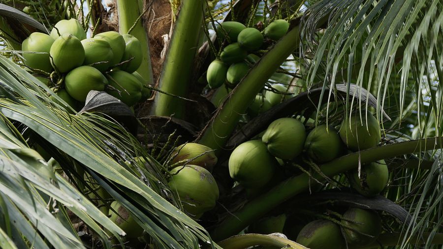 Gugusan kelapa muda hijau di atas pokok kelapa